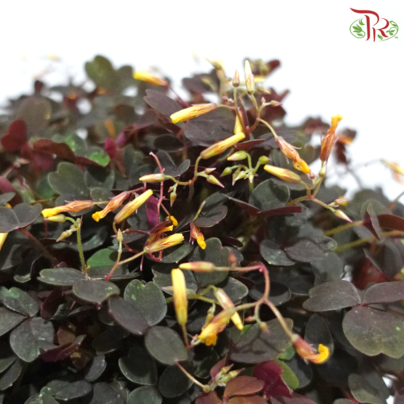 Oxalis Spiralis P140《酢漿草》