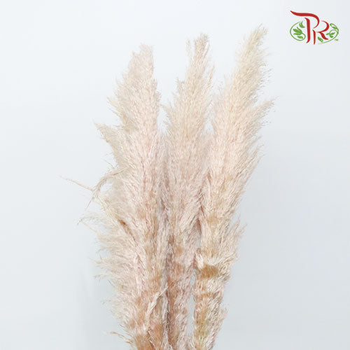 Pampas - Pink (5 Stems) - Pudu Ria Florist