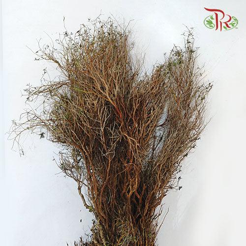 Euphorbia - (Per Bunch) - Pudu Ria Florist