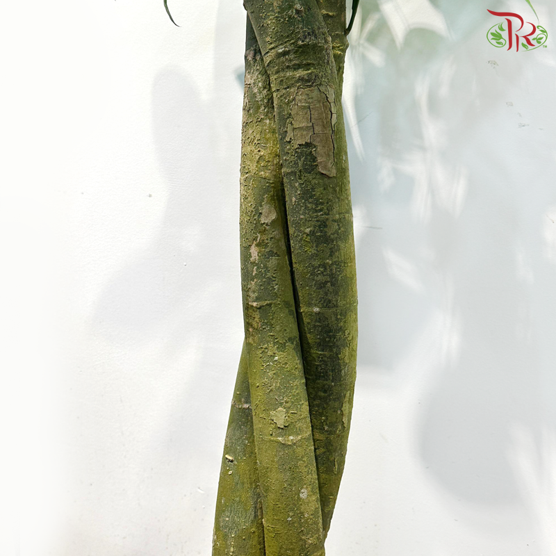 Pachira Aquatica 5'OH《发财树》
