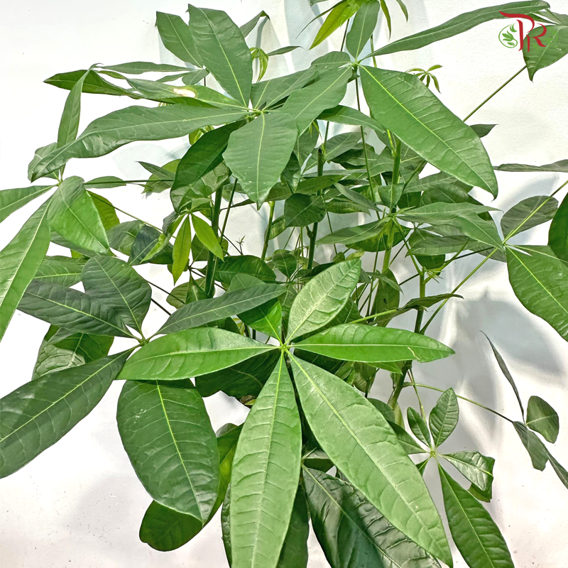 Pachira Aquatica 5'OH《发财树》