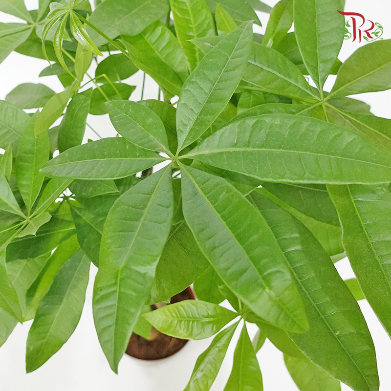 Pachira Aquatica P150 《三辫发财树》 - Pudu Ria Florist