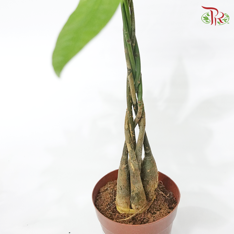 Pachira Aquatica P150 《三辫发财树》 - Pudu Ria Florist
