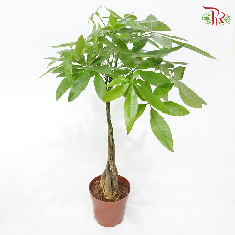 Pachira Aquatica P150 《三辫发财树》 - Pudu Ria Florist