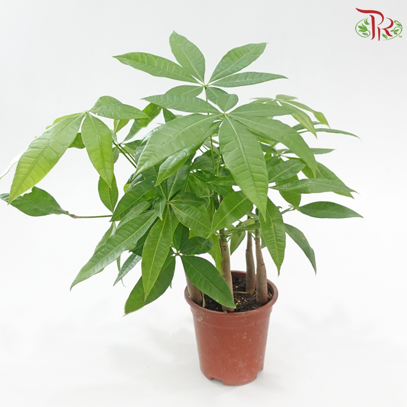 Pachira Five Fortune P140《五福发财树》