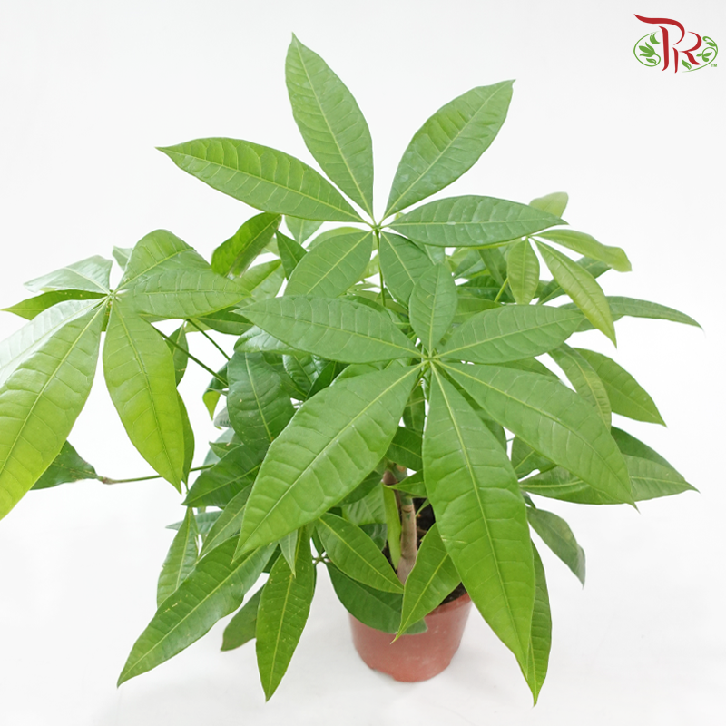 Pachira Five Fortune P140《五福发财树》
