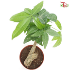 Pachira Odd Head  《发财树》 - Pudu Ria Florist