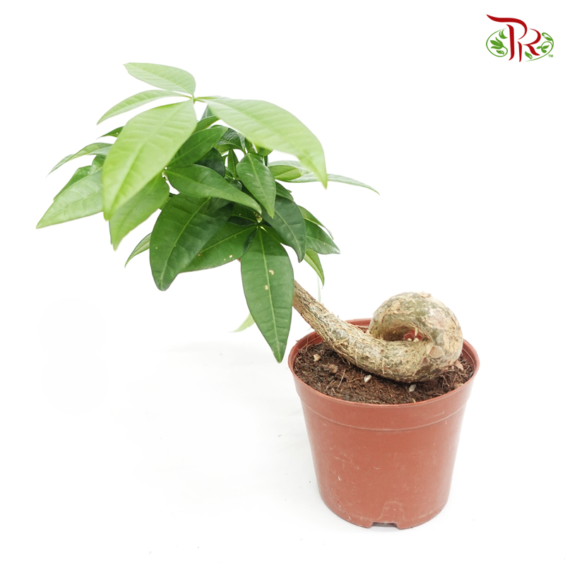 Pachira Odd Head  《发财树》 - Pudu Ria Florist