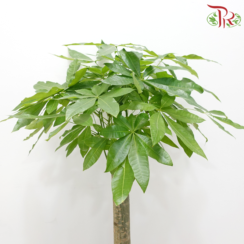 Pachira Grand Opening Arrangement (FBL-276-5)