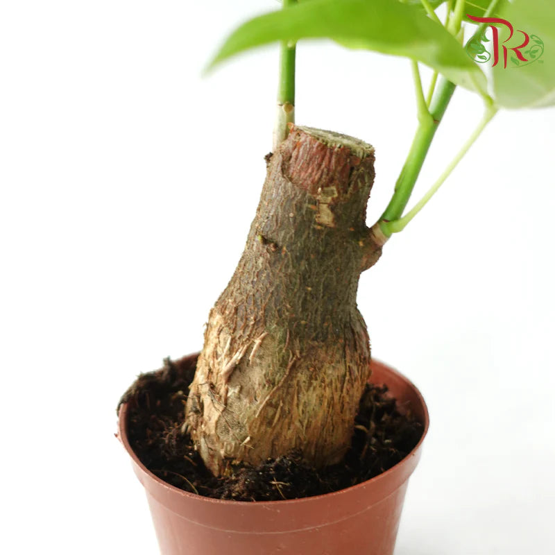 Pachira Tree Head (Single Plant) P120《发财树》