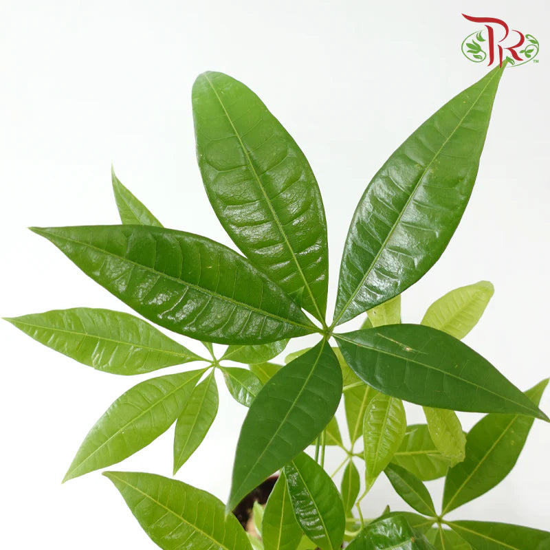 Pachira Tree Head (Single Plant) P120《发财树》