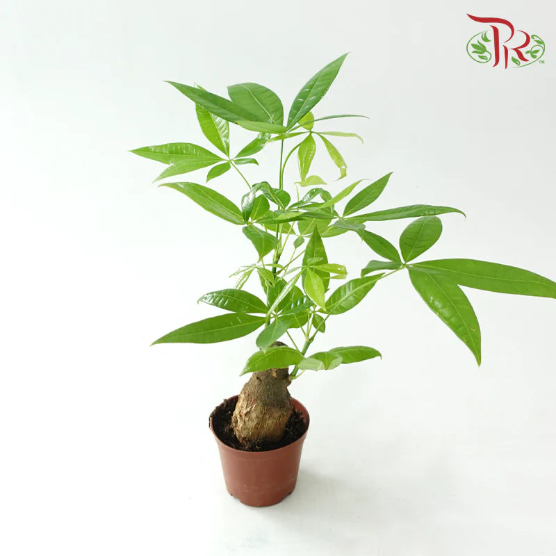 Pachira Tree Head (Single Plant) P120《发财树》