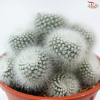 Parodia Scopa《白小町》P150