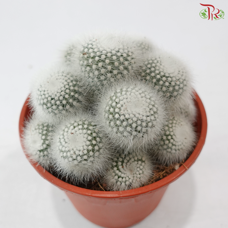 Parodia Scopa《白小町》P150