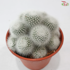 Parodia Scopa《白小町》P150