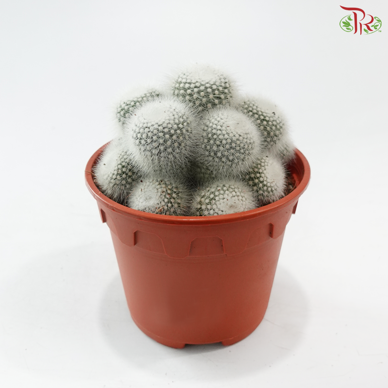 Parodia Scopa《白小町》P150