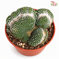Parodia Scopa CV Inermis Cristata《白松露缀化》P105