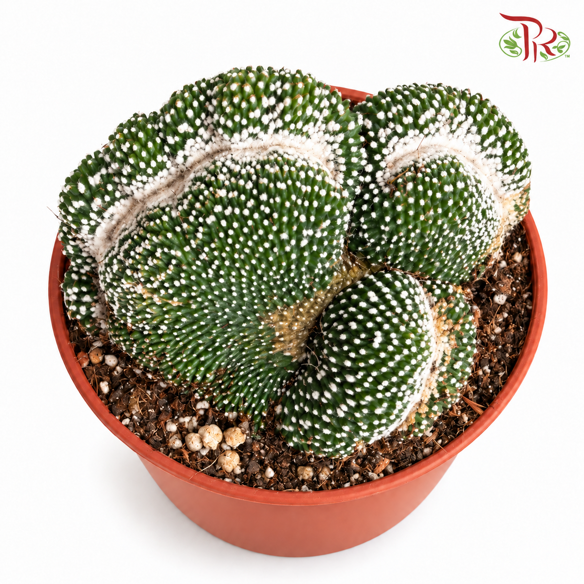 Parodia Scopa CV Inermis Cristata《白松露缀化》P105