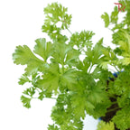 Parsley P150《芫昔》