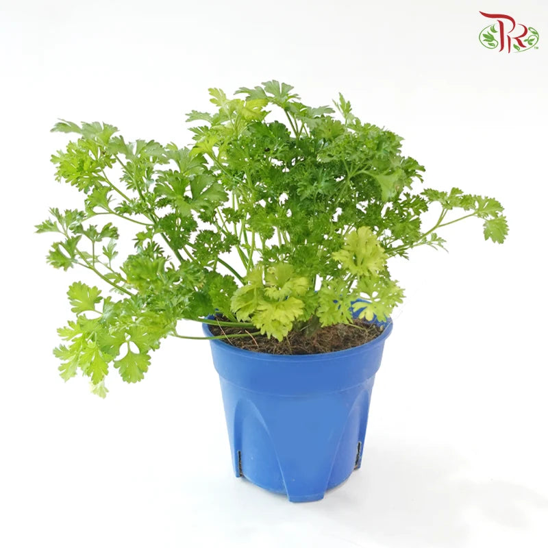 Parsley P150《芫昔》