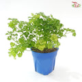 Parsley P150《芫昔》