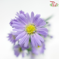 Peacock Tagetes patula 《紫菀》