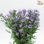 Peacock Tagetes patula 《紫菀》