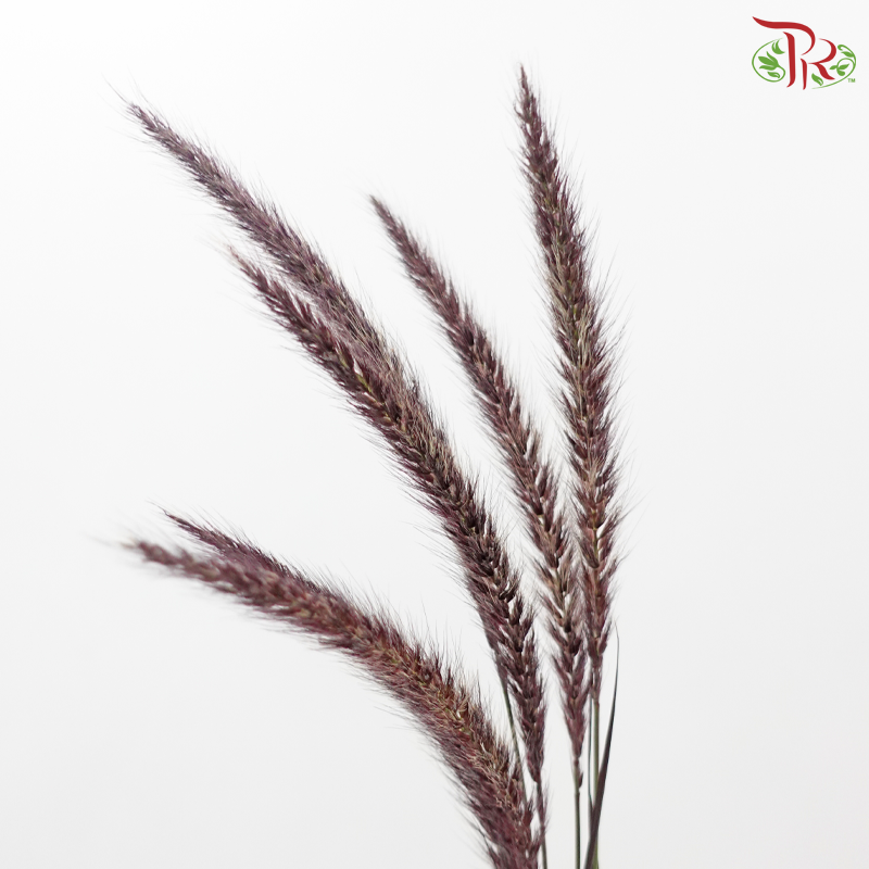 Pennisetum 《狼尾草》