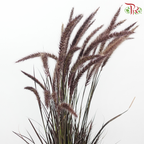 Pennisetum 《狼尾草》