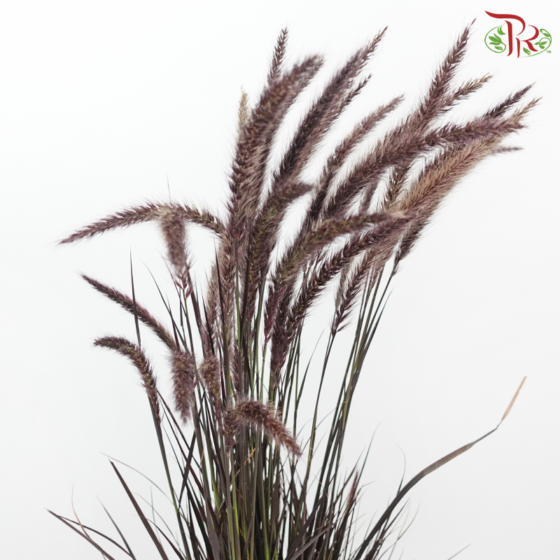 Pennisetum 《狼尾草》