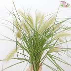 Pennisetum - Light Brown (Per Bunch) - Pudu Ria Florist