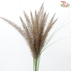 Pennisetum 《狼尾草》