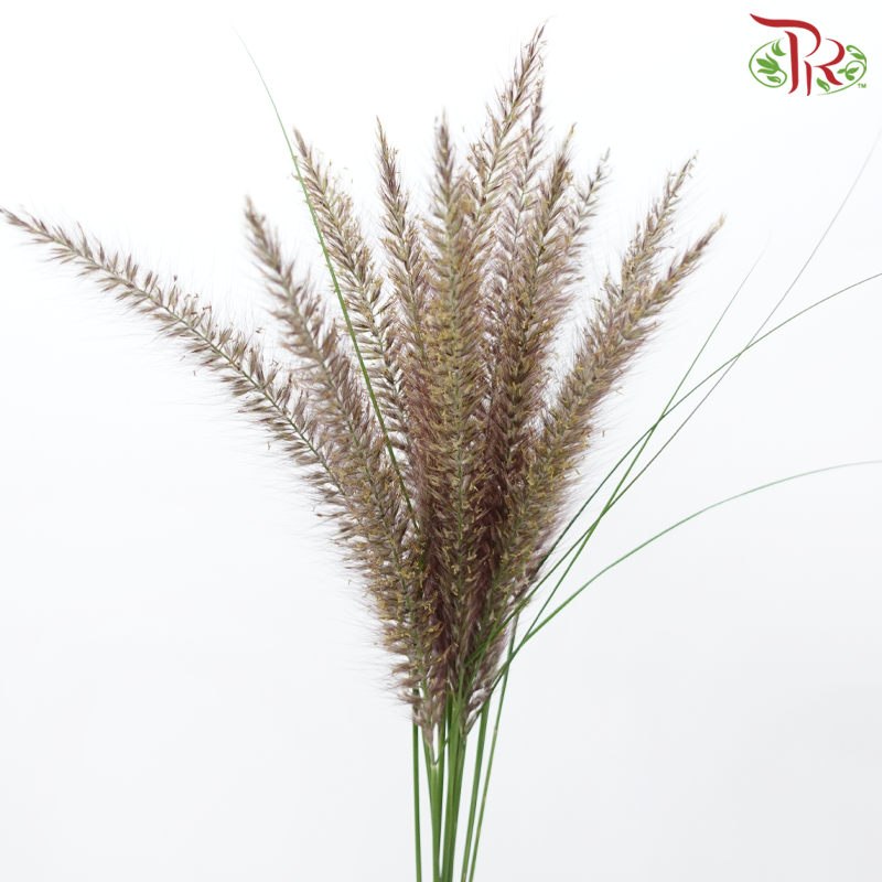Pennisetum 《狼尾草》