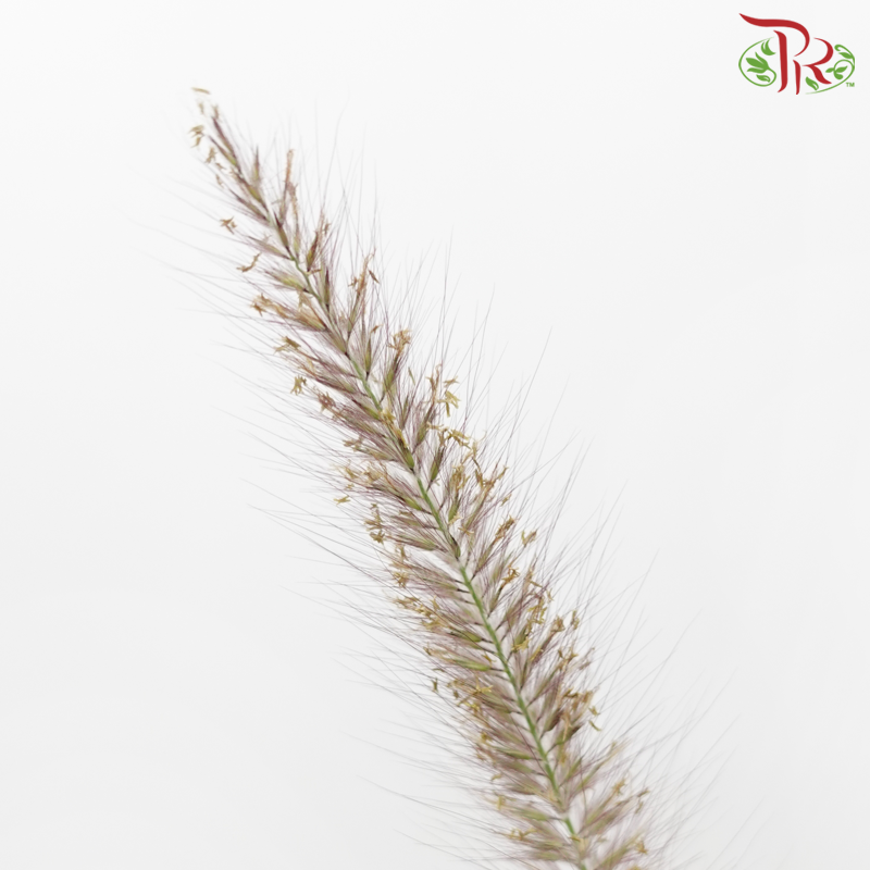 Pennisetum 《狼尾草》