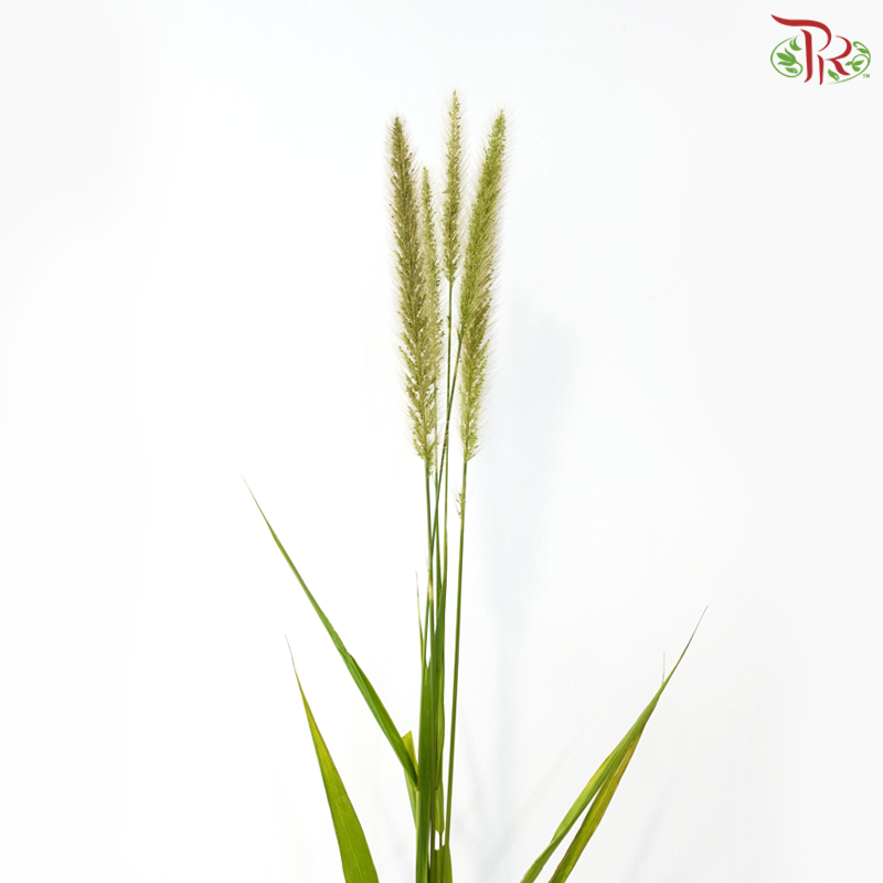 Pennisetum - Green