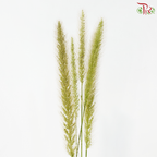 Pennisetum - Green