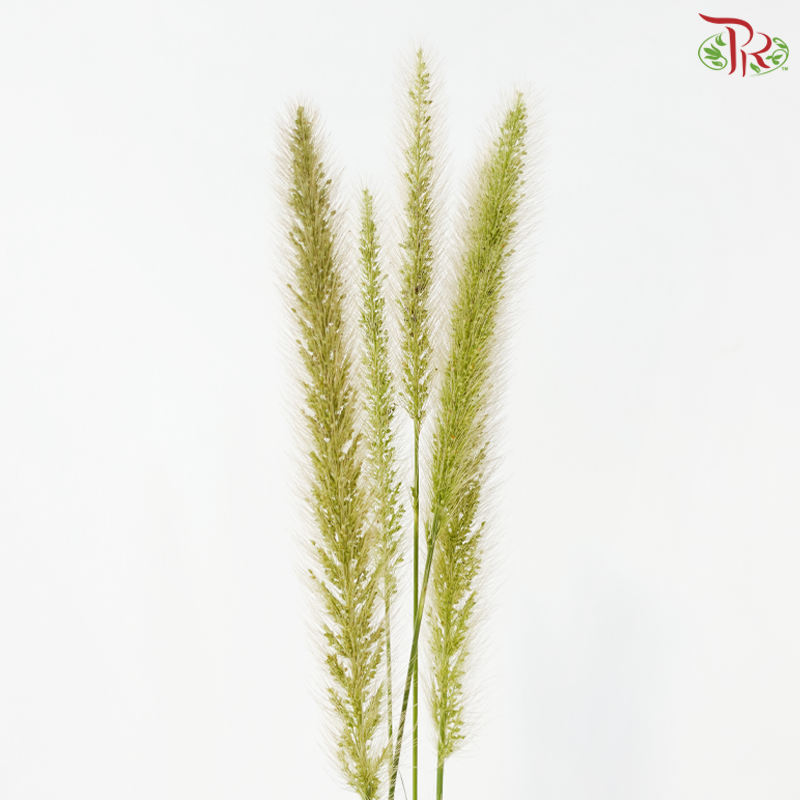 Pennisetum - Green