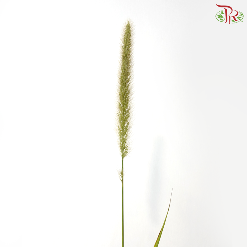 Pennisetum - Green