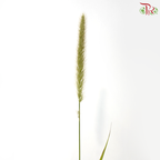 Pennisetum - Green