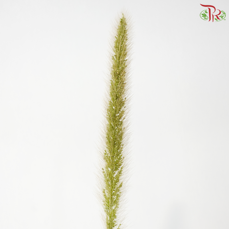 Pennisetum - Green