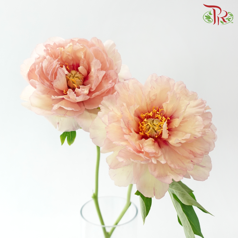 Peony ***Fragile (Small/ Medium Size)
