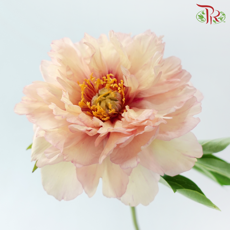 Peony ***Fragile (Small/ Medium Size)