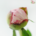 Peony ***Fragile (Small/ Medium Size)
