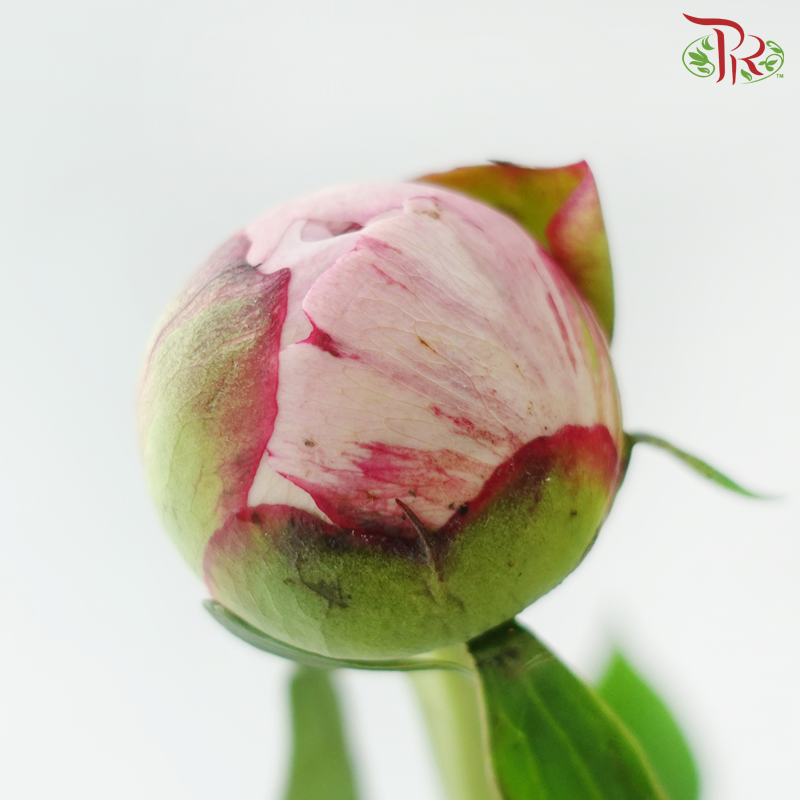 Peony ***Fragile (Small/ Medium Size)