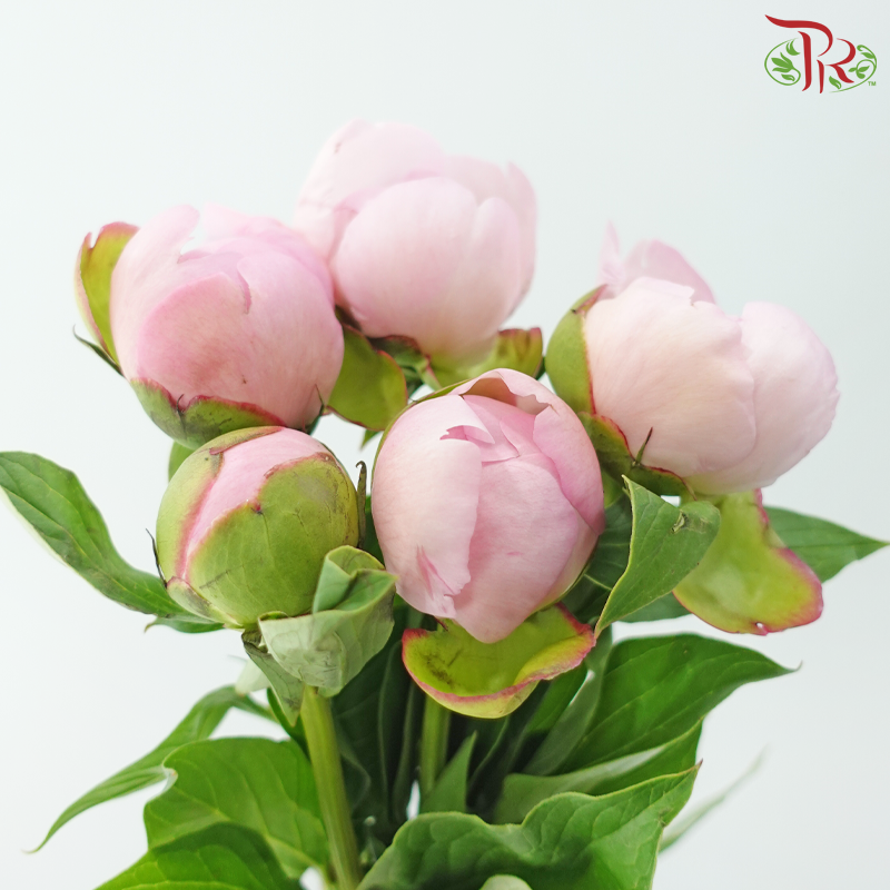 Peony 《牡丹》- Small / Medium Head