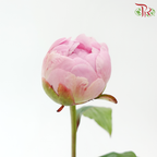Peony ***Fragile (Small/ Medium Size)