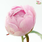 Peony ***Fragile (Small/ Medium Size)