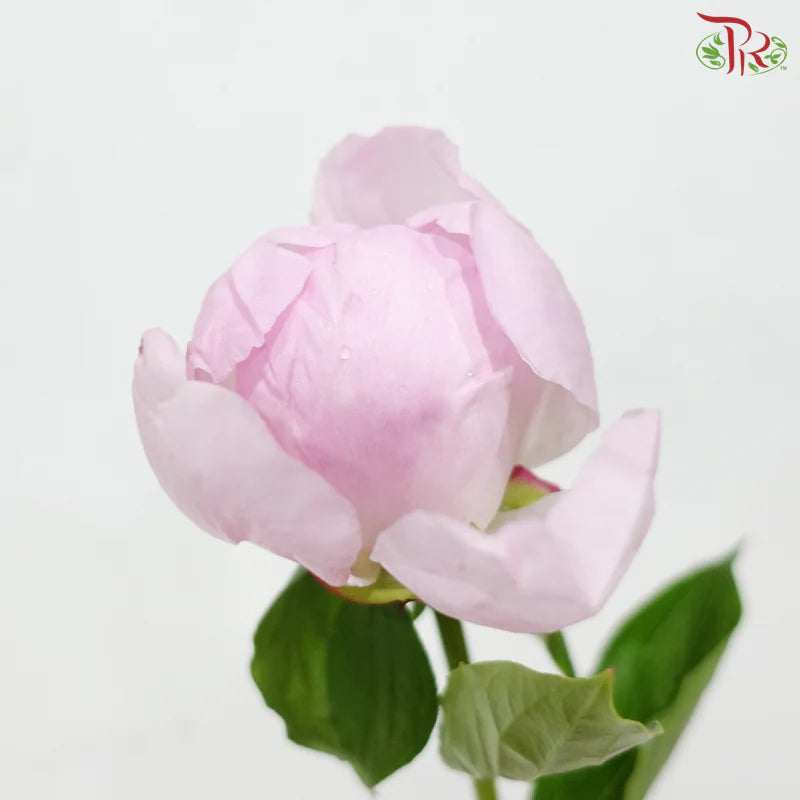 Peony 《牡丹》- Small / Medium Head