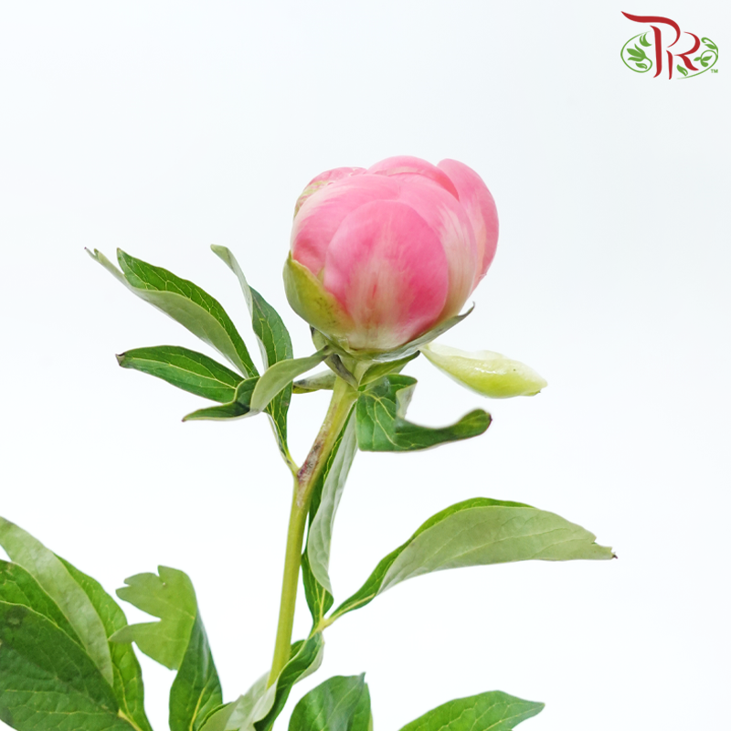 Peony 《牡丹》- Small / Medium Head