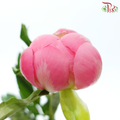 Peony 《牡丹》- Small / Medium Head